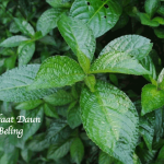 Manfaat Daun Keji Beling