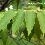 Manfaat Daun Kersen