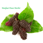 Manfaat Daun Murbei