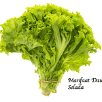 Manfaat Daun Selada