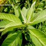 Manfaat Daun Sembung