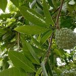 Manfaat Daun Srikaya