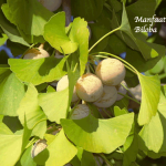 Manfaat Ginkgo Biloba