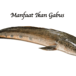 Manfaat Ikan Gabus