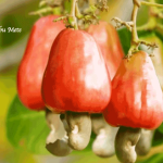 Manfaat Jambu Mete