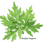 Manfaat Mugwort