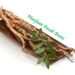 Manfaat Pasak Bumi
