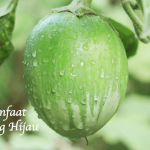 Manfaat Terong Hijau
