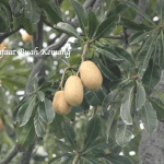 Manfaat Buah Kemang