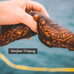 Manfaat Teripang