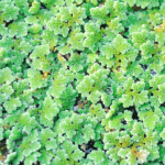 Cara Budidaya Azolla