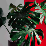 Cara Merawat Tanaman Monstera
