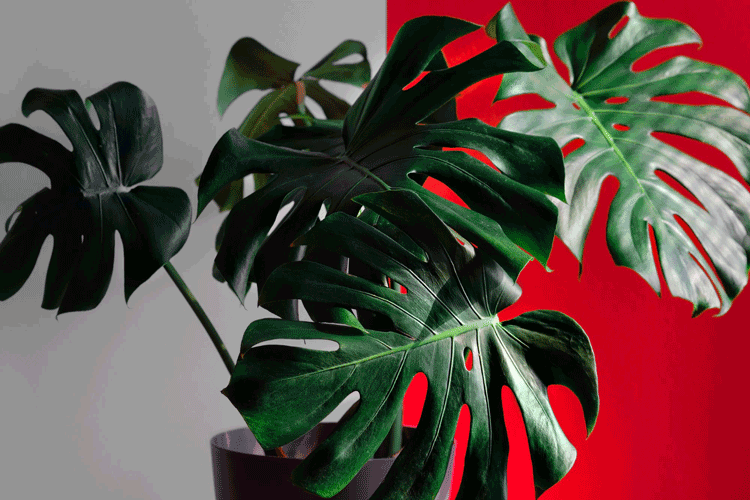 Cara Merawat Tanaman Monstera
