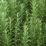 Cara Merawat Tanaman Rosemary